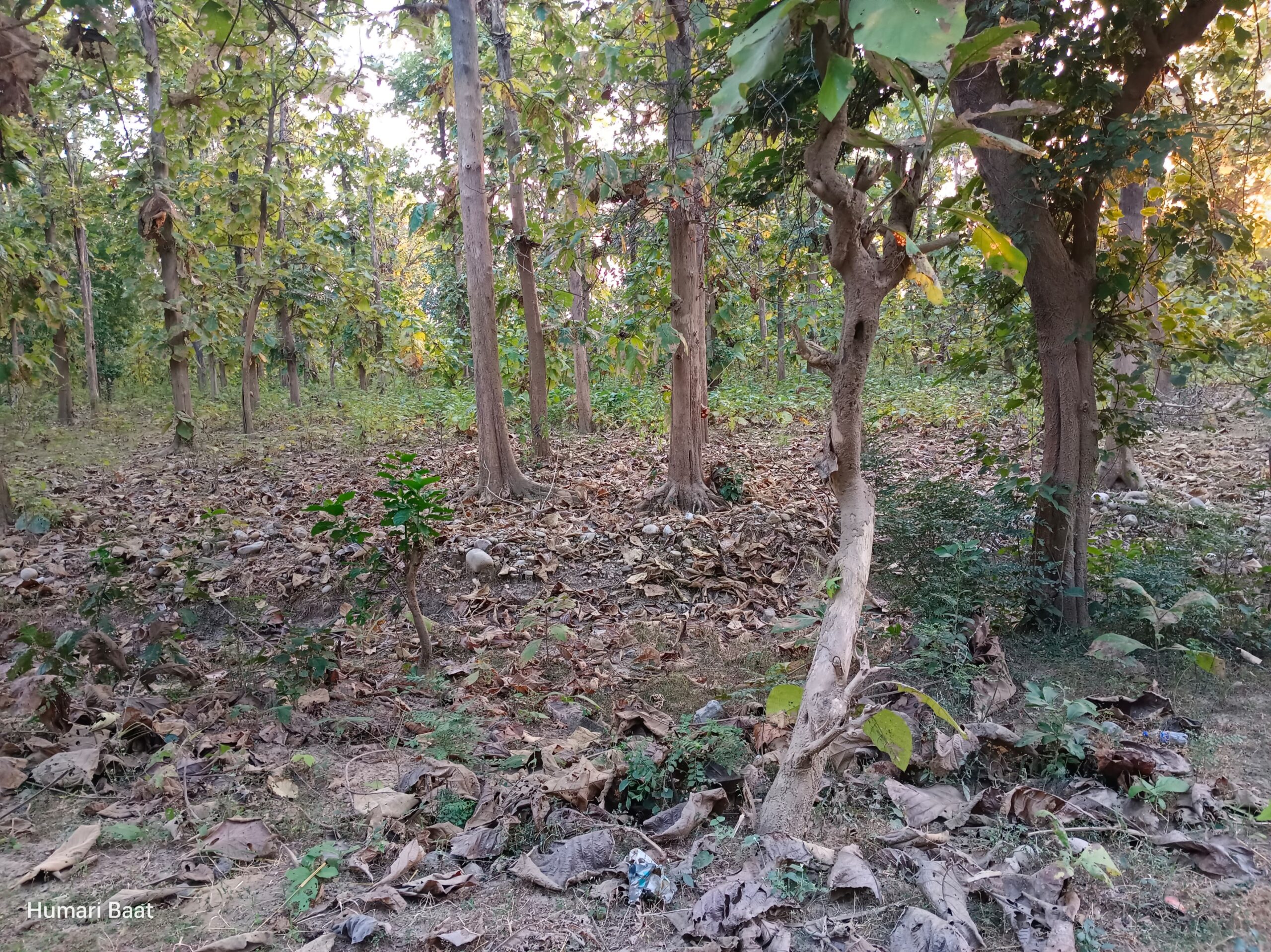 Wildlife Near Corbett National Park